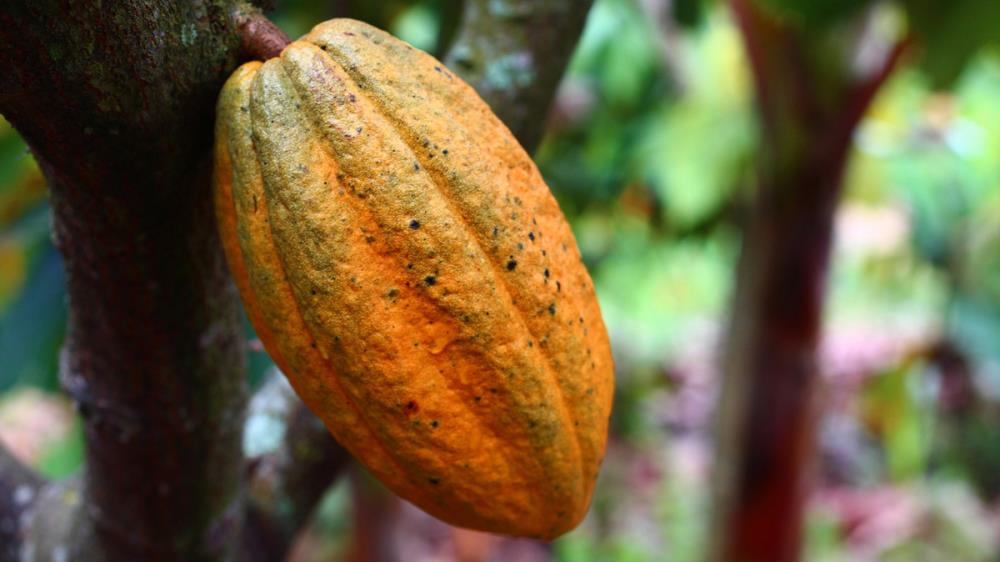 3 kg, Kakao aus Madagaskar - Ein weltweit einzigartiges Territorium