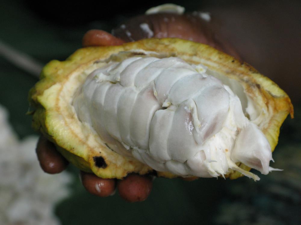 3 kg, Kakao aus Madagaskar - Ein weltweit einzigartiges Territorium